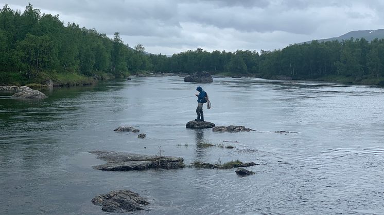 1, 7 miljoner svenskar fritidsfiskar, efter många olika arter. Fritidsfiskare i Vindelälven, Ammarnäs, Sorsele kommun. Foto: Richard Lidén