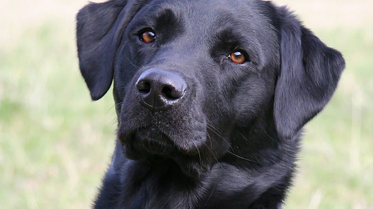 En av de labradorhundar som medverkade i studien. Foto: Maria Sundberg