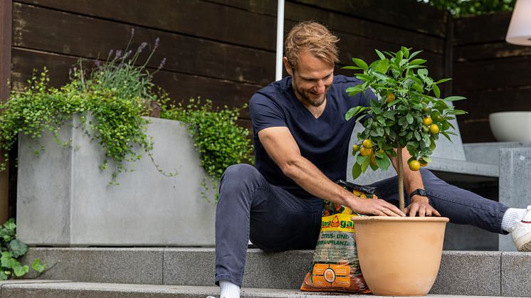 Die Zitrus- und Mediterranpflanzenerde von Floragard eignet sich zum Umtopfen von Zitronen- und Mandarinenbäumchen in Töpfe auf der Terrasse.