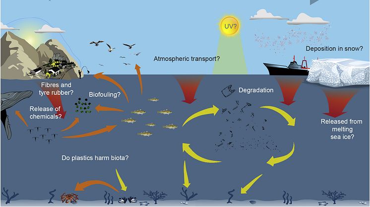 Examples for knowledge gaps of the distribution, transport, and impact of plastic litter in Arctic systems (Illustration: Chris Emblow, Akvaplan-niva)..
