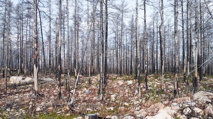 Skogsbranden i Västmanland