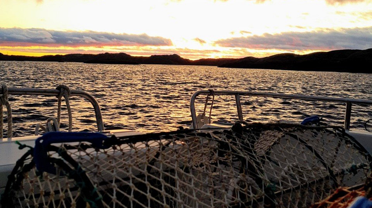 Hummerfiske vid den bohuslänska kusten.