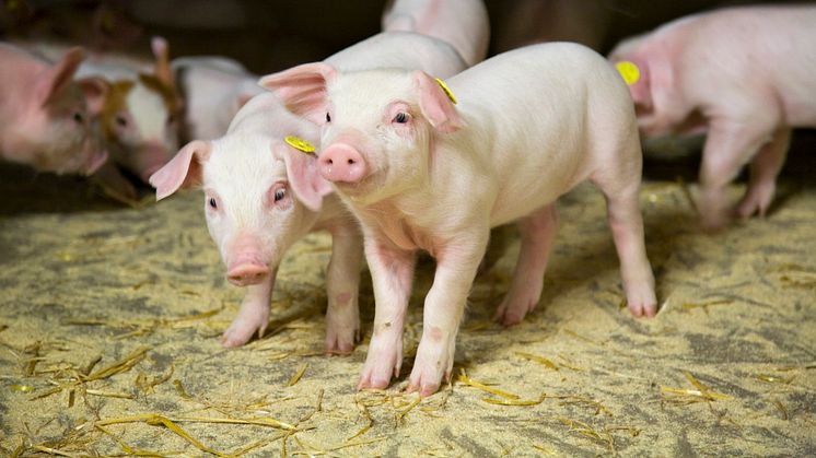 Danish Agro tilsætter ny proteinkilde i smågrisefoder, der understøtter grøn omstilling