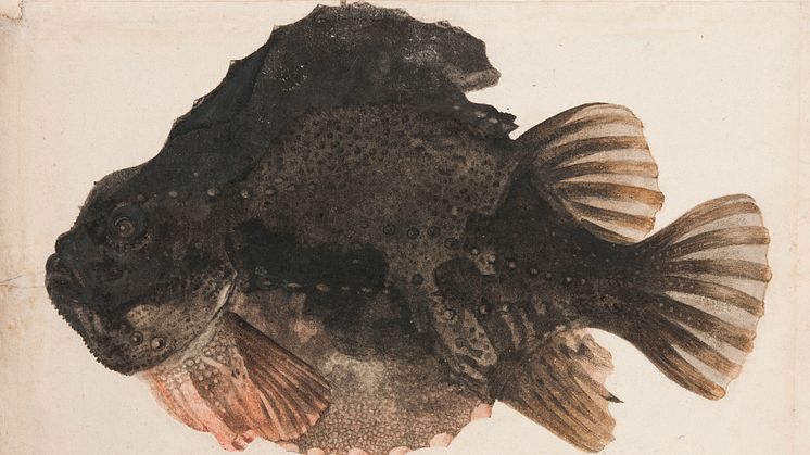 New acquisition: Study of a Lumpsucker attributed to Hendrick Goltzius’ circle