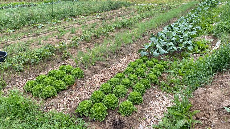 Strömnäsgården's Farmland