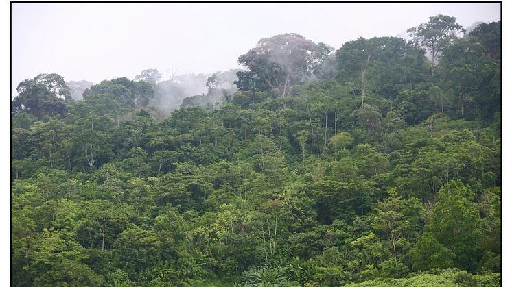 Regnskov i Panama