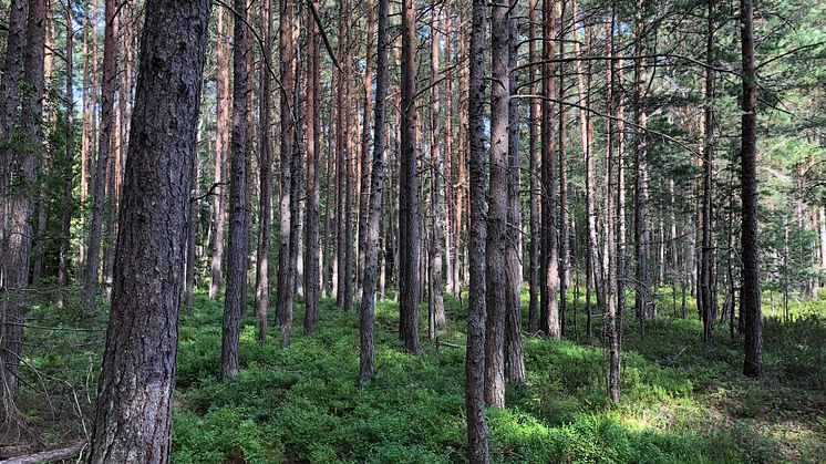 2021-04-22 Webbinarium: Skogens skyttegravskrig – fredsmäklare sökes!