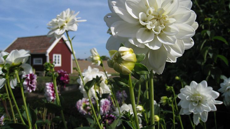 Dét skal du plante i sommerhushaven