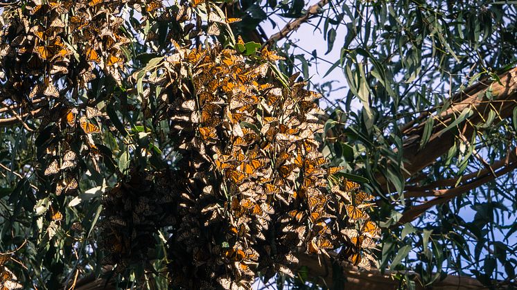 Large Monarch Butterfly Cluster