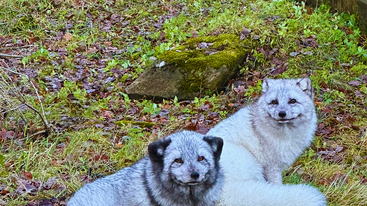 Fjällrävarna Rex och Mei på Skånes Djurpark. Mei är honan till höger i bild.