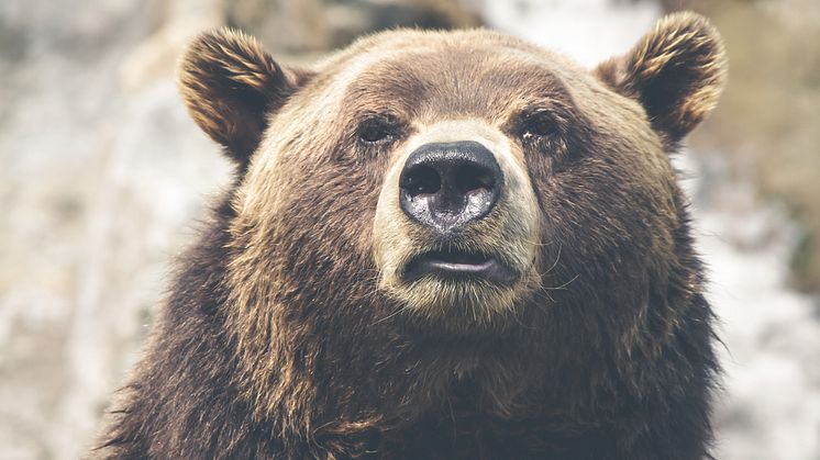 I år får högst 48 björnar fällas under björnjakten i Dalarna. Foto: Thomas Lefebvre/Unsplash 