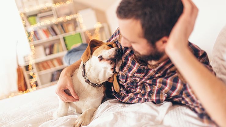 Hundar är bra på att samspela med människor. Forskare vid Linköpings universitet har nu avslöjat gener som kan ha bidragit till hundens sociala förmåga.