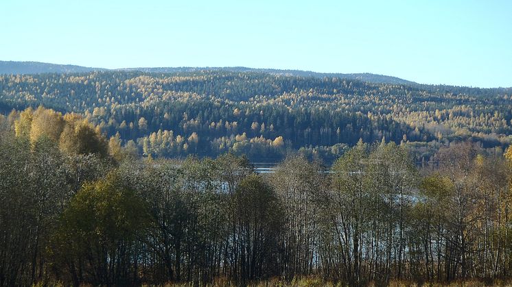 Det är tveksamt om begreppet ekosystemtjänster ger någon konkret vägledning för en skogsägare, enligt rapporten "Ekosystemtjänster. Om äpplen och päron i skogen" (KSLAT 4-2019). Foto: Ylva Nordin.