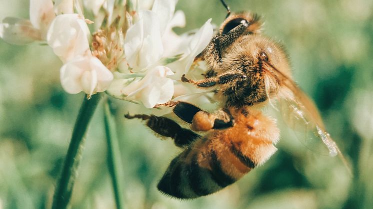 Biet pollinerar och HealthTextiles leder vägen för miljövänligare textilindustri med fokus på hållbarhet.