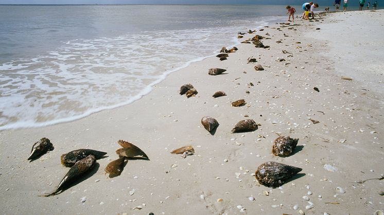 Sanibel Island, Florida. Foto: iStock