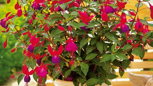 Fuchsia  – mycket lön för liten möda 