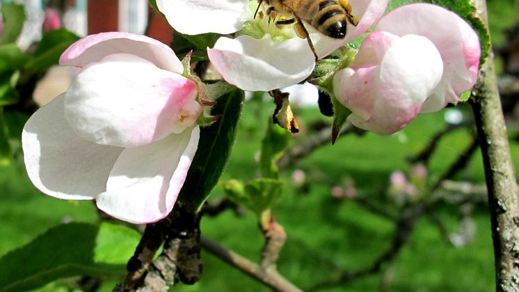 bin pollinerar äppelblomma