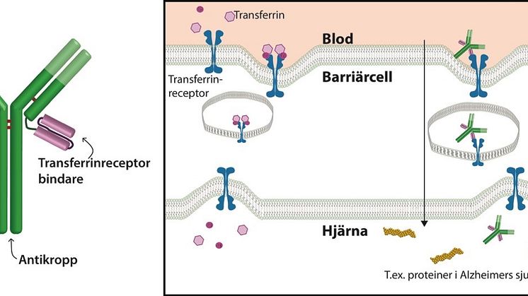 Passing the blood-brain barrier