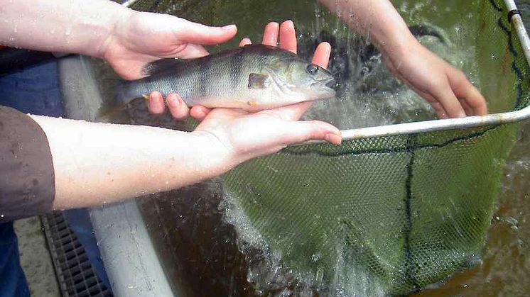 Framtidens fisk kan odlas på pappersbruk