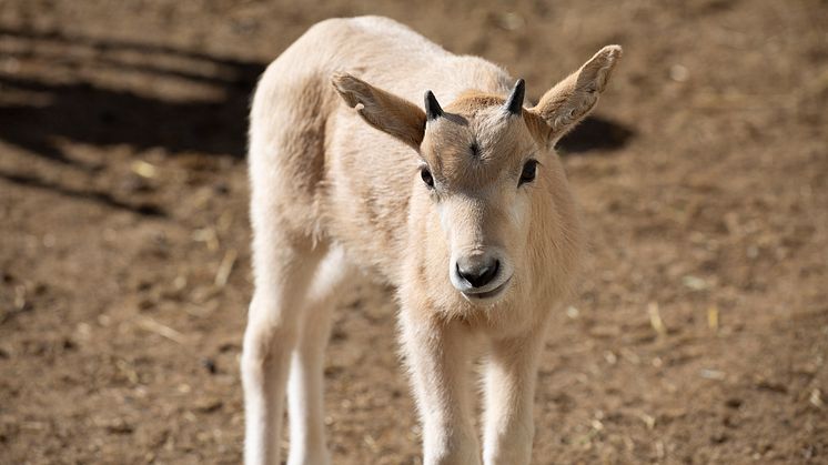 Akut hotade antiloper födda på Kolmården