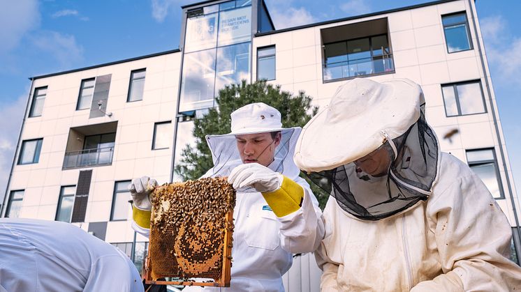 HSB Living lab är en av platserna som har en uppkopplad bikupa. Foto: Paul Björkman