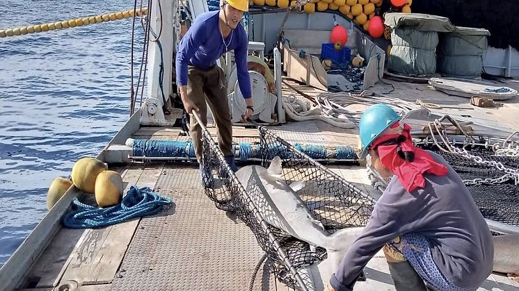 RS17919_Crew releasing shark in PNG FIA tuna fishery