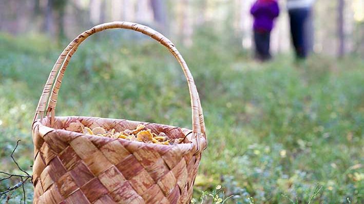 Metsähallitus kannustaa liikkumaan luonnossa