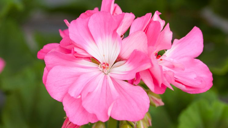 ´Maria Dangel´ - Pelargonen med en över 150 år gammal, dokumenterad historia