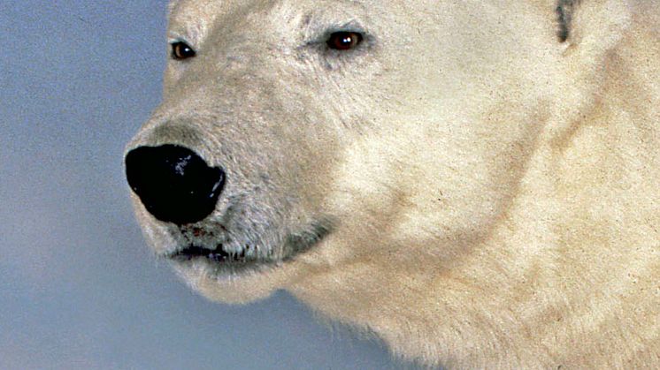 Storskalig kartläggning av dna visar hur isbjörnen anpassats till ett liv i Arktis
