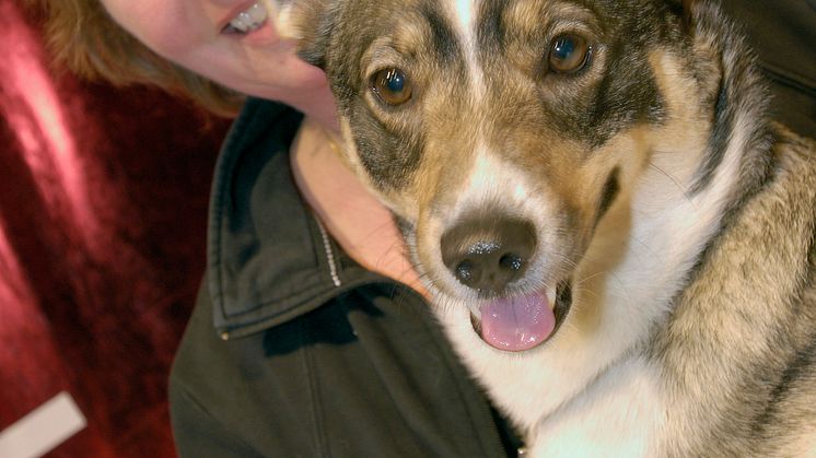 Best in Show på HUND2009 på Stockholmsmässan