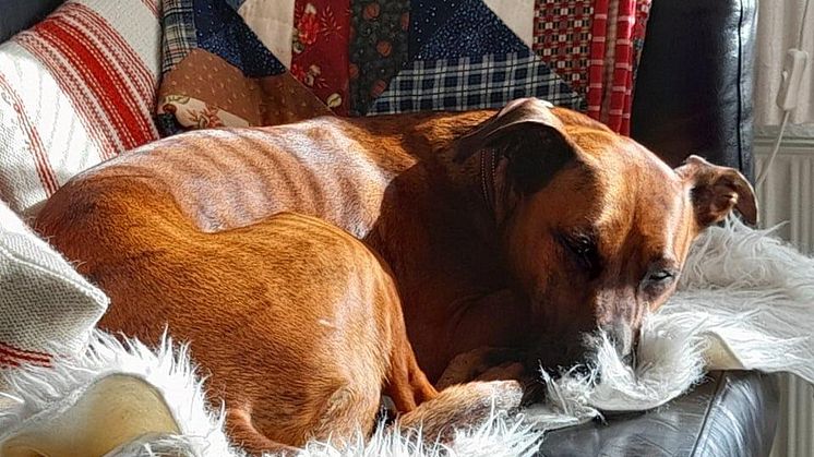 Ulla fik hund under corona: Shiva har reddet mit liv