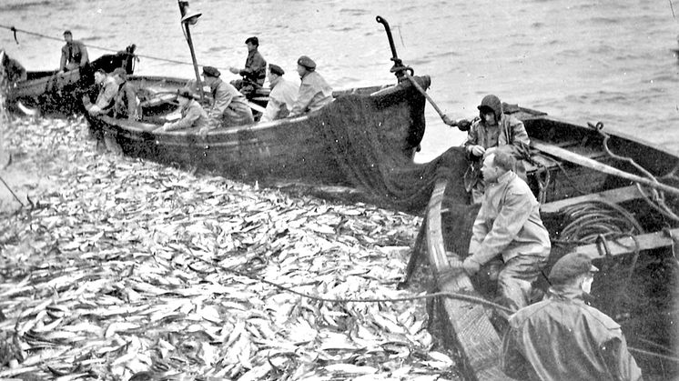 HAV Selfisk notkast. Foto: Odd Oldeide, Fjordenes Tidende