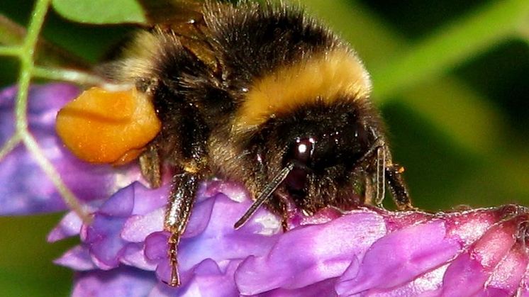 Jordhumle i arbeid. Her får du tips til hvordan du kan legge til rette for humlene og andre insekter. Foto: Tor Bollingmo.