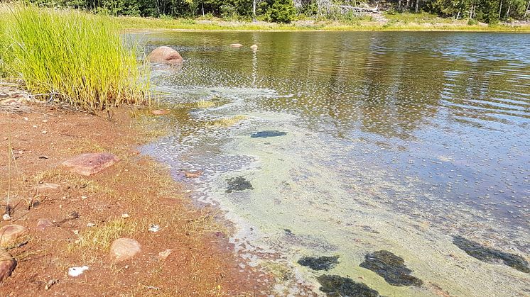 Algblomningen vid Ulvön. Cyanobakterierna Dolichospermum sp. och Nodularia spumigena. Foto: Kristina Viklund/lst Norrbotten.