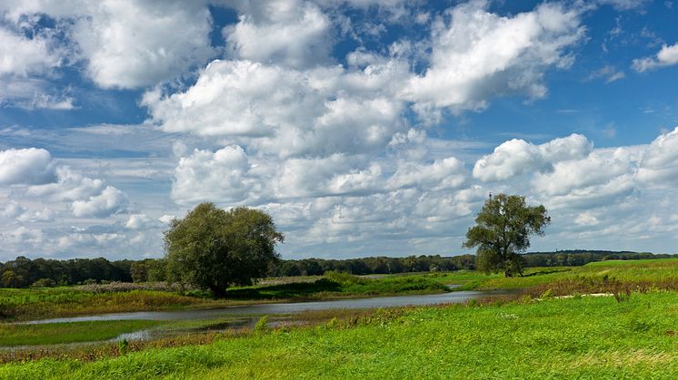 Natur pur kann man in den Elbauen bei Lenzen in der Prignitz erleben. Foto:TMB-Fotoarchiv/Yorck Maecke.  