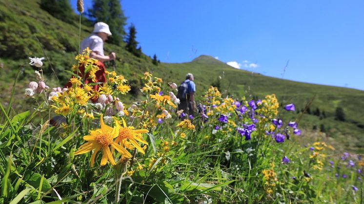 Wandernim Sommer, Blumenwiese, Davos-Klosters 