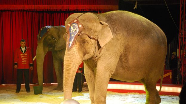 Fredagsmys med elefanter på Selma Lagerlöfs Torg