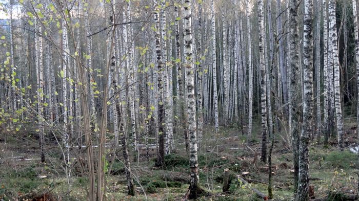 Grandominerad blandskog omvandlas till lövskog