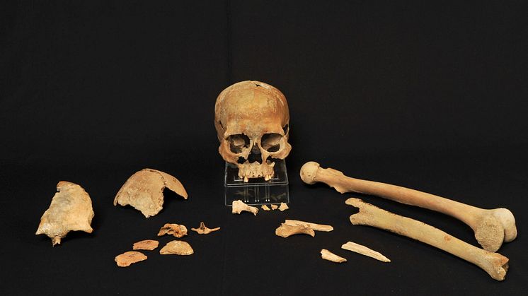 Skelettfragment från Hummervikholmen. Foto: Beate Kjørslevik