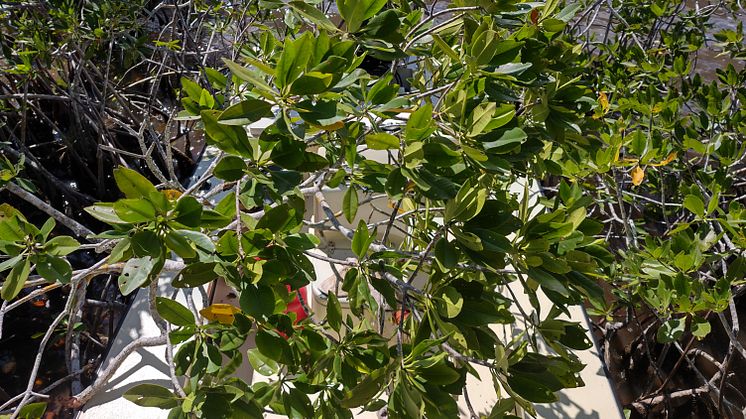 Hi-res image - ACR Electronics - Frank Boyar's flats skiff suspended in the mangroves