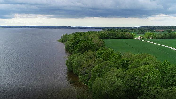 Industrihampa på frammarsch i världen - med odlingspotential i Skåne