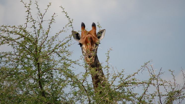 Giraff Sydafrika