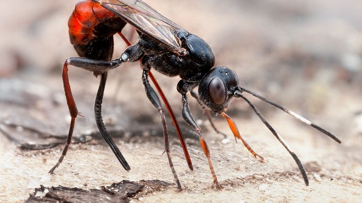 Den artrikaste insektsgruppen i Sverige är steklar. Foto John Hallmén.