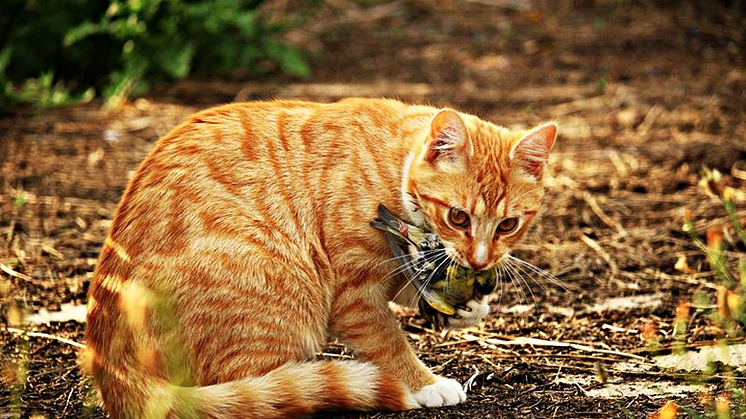 Många fall av salmonella hos katter i Dalarna