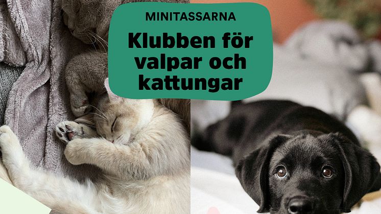 ​Arken Zoo satsar på valpar och kattungar med uppgraderad kundklubb