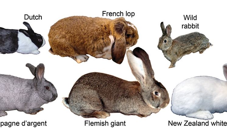 New research reveals how wild rabbits were genetically transformed into tame rabbits