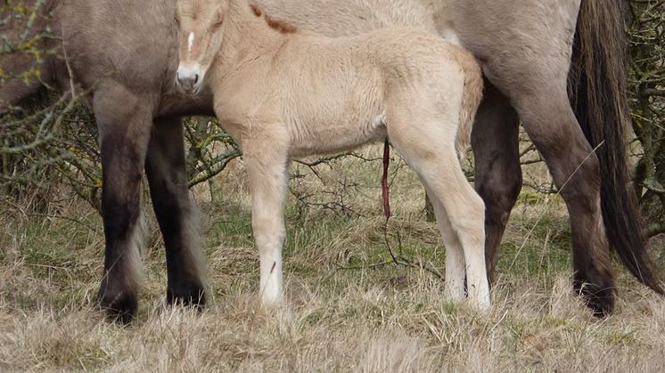 Foto af de konik heste der bliver sat ud på Bjergskov. Her en hingst og et føl