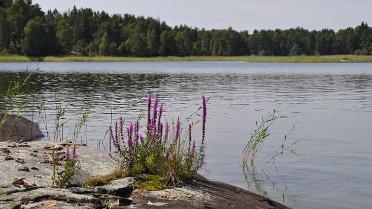 Vänerlaxens livsmijöer ska analyseras i ett EU-projekt för att trygga bestånden för framtiden. Foto: Fredrik Nilsson