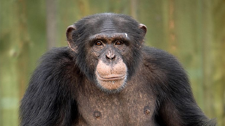 Furuvik har fått en ny schimpanshane