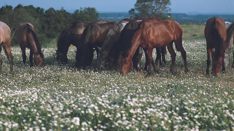 Jeréz-Cádiz-Manada de caballos pastando-6100502A